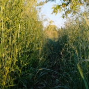 a path through tall grass