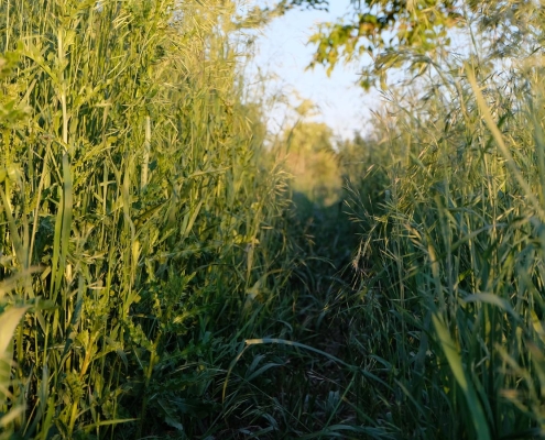 a path through tall grass